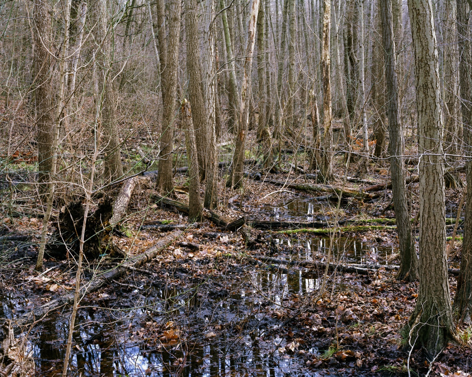 Unterholz