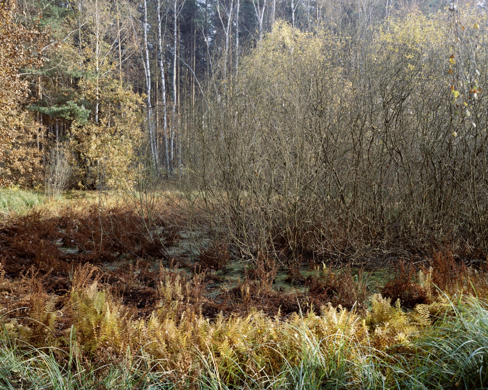 Unterholz