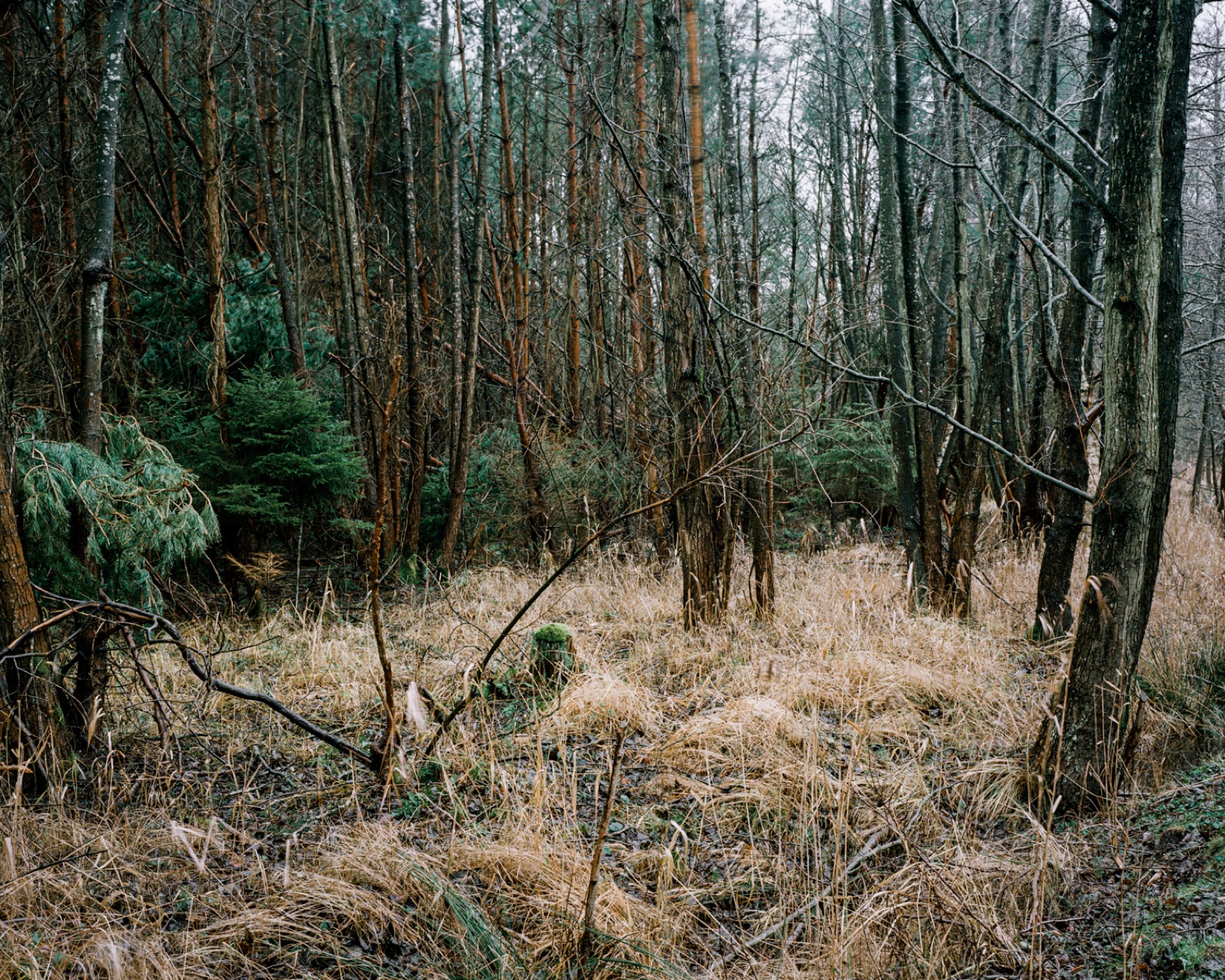 Unterholz