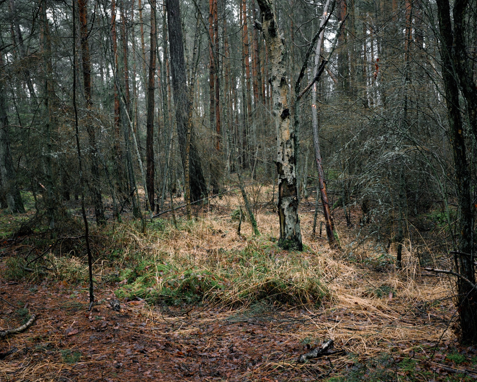 Unterholz