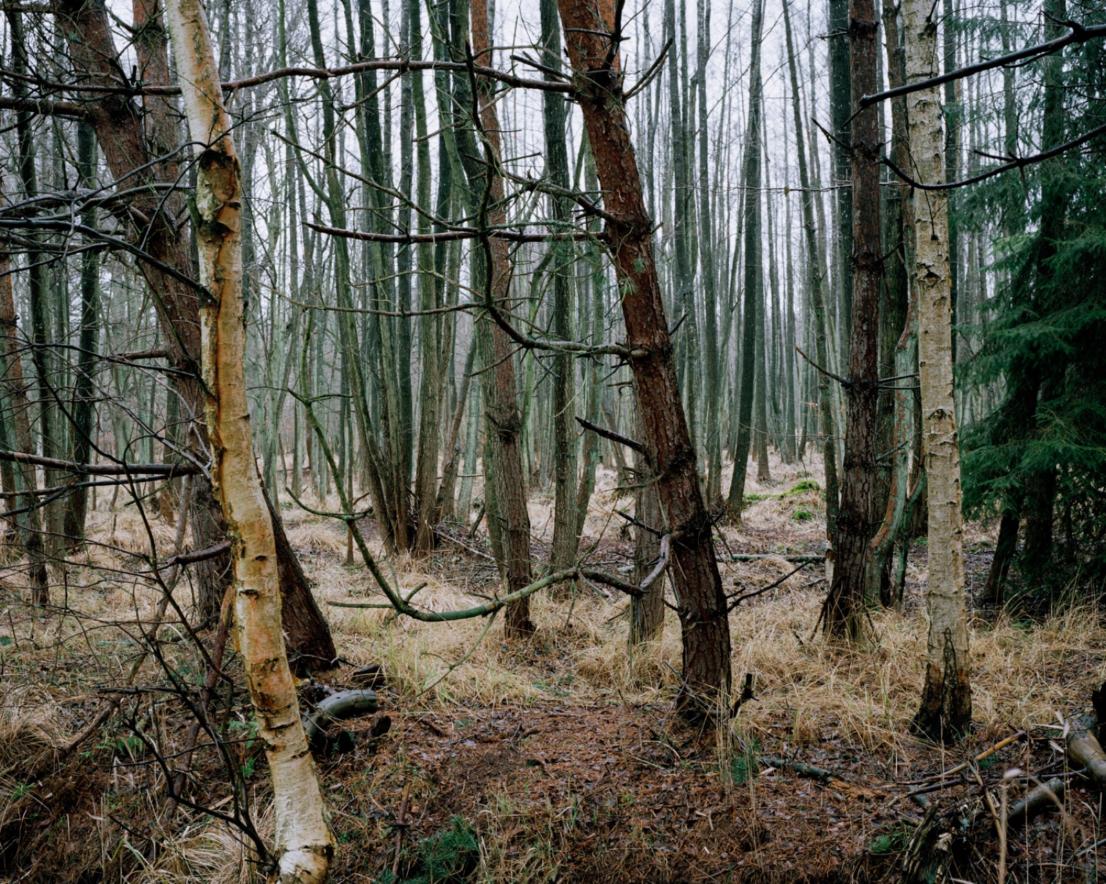 Unterholz