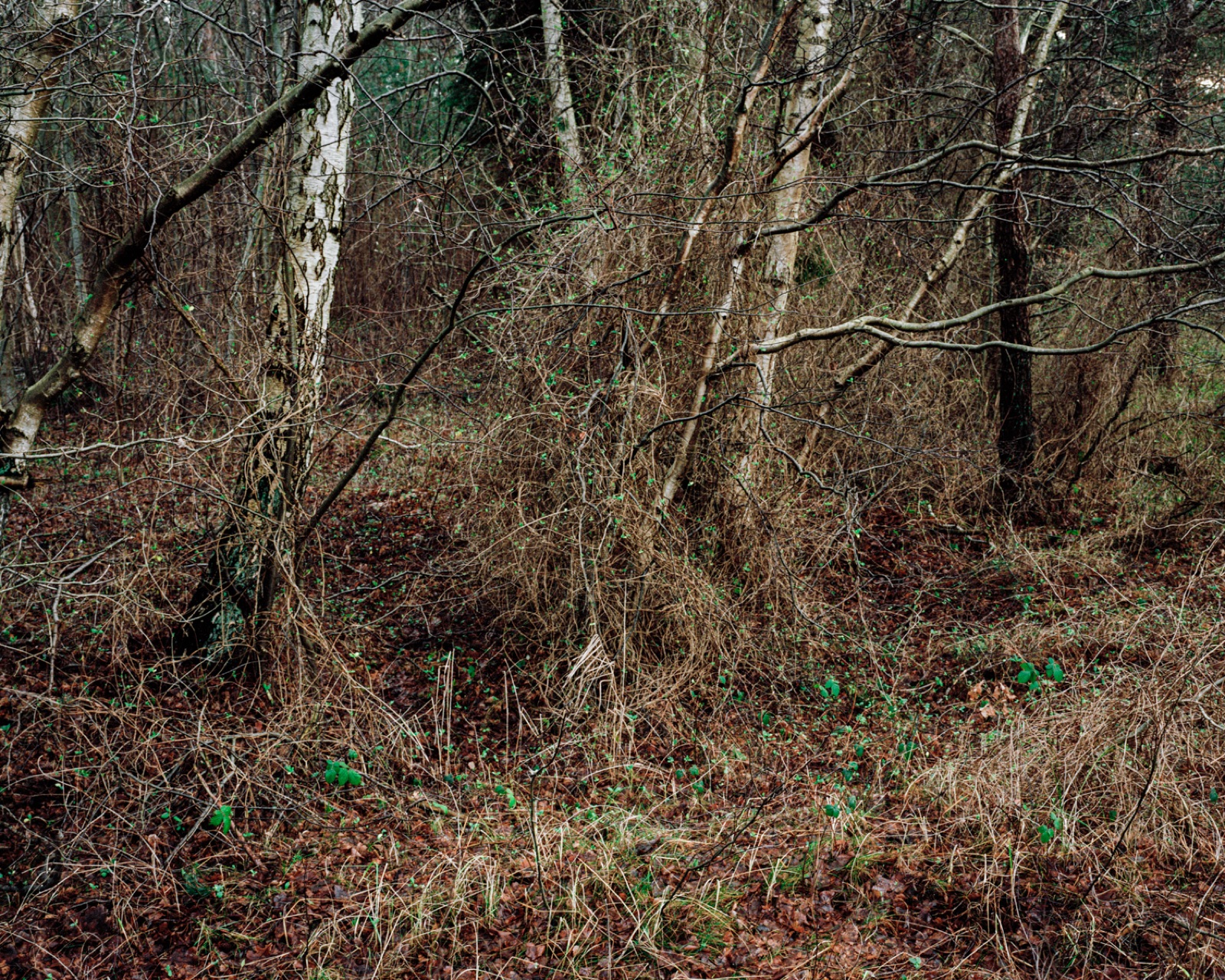 Unterholz