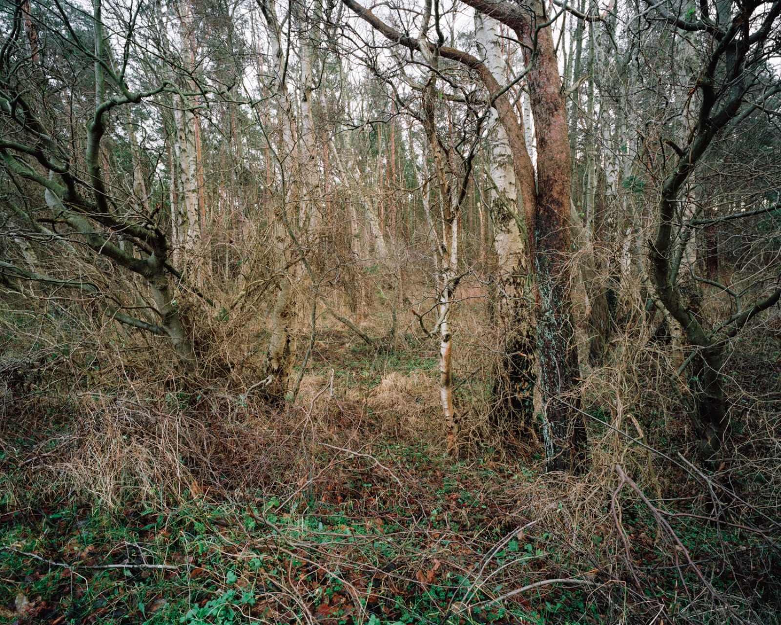 Unterholz